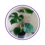 casa-flor-11-1.png