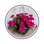 casa-flor-4-1.png