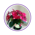 casa-flor-7-1.png