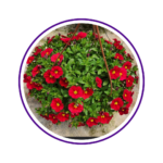 casa-flor-8-1.png